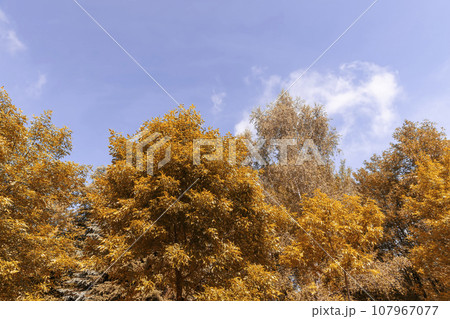 beautiful orange foliage of park trees in sunny weather beautiful orange foliage of park trees in sunny weather 107967077
