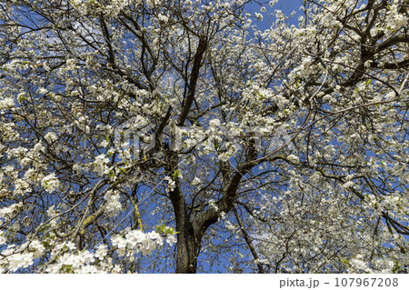 cherry blossoms in the orchard in spring 107967208