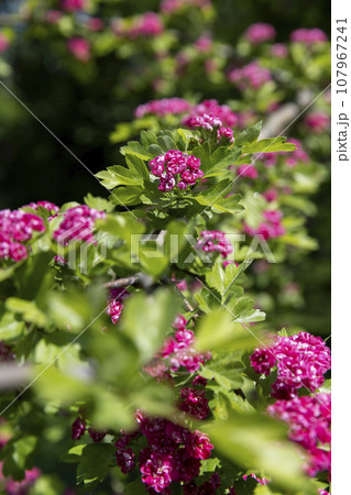 red flowers during flowering in spring park 107967241
