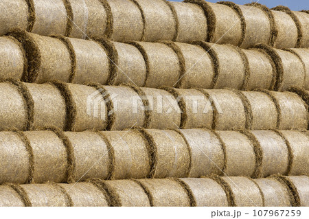 stacks of wheat straw in the field after harvest 107967259