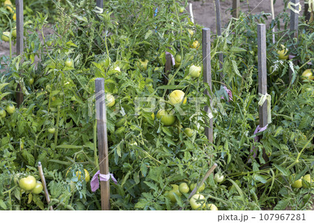 Green bushes with green unripe tomatoes 107967281