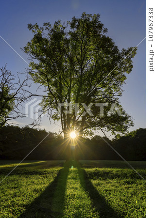 deciduous trees in the park in the autumn sunny dawn 107967338