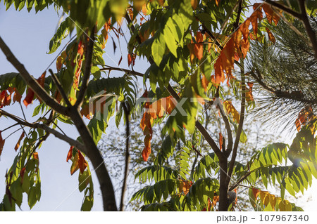 sumac tree in the autumn season with foliage changing color 107967340