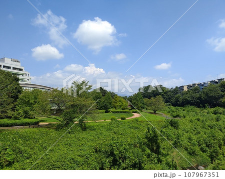 夏の青空のもとの樹木の緑に囲まれた公園の後方に白いビルがただずんでいる 107967351