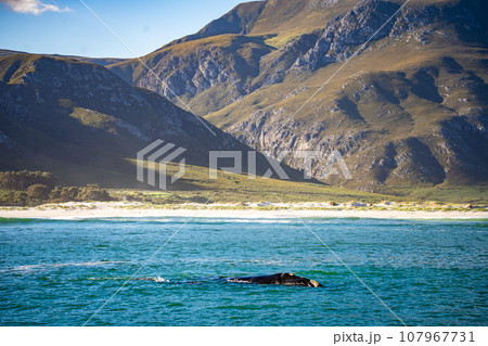 Whales watching from the cruise boat, in Hermanus, Grotto beach, South Africa Whales watching from the cruise boat, in Hermanus, Grotto beach, South Africa 107967731