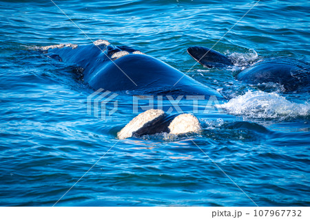 Whales watching from the cruise boat, in Hermanus, Grotto beach, South Africa Whales watching from the cruise boat, in Hermanus, Grotto beach, South Africa 107967732