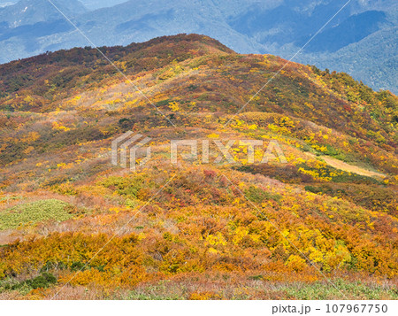 紅葉まっただ中の新発田市二王子岳 107967750