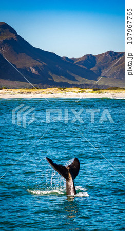 Whales watching from the cruise boat, in Hermanus, Grotto beach, South Africa 107967765
