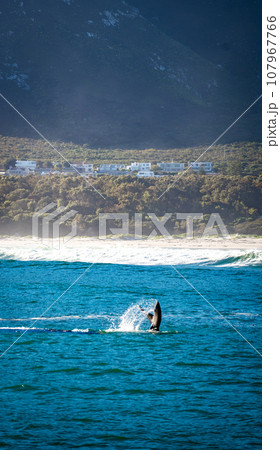 Whales watching from the cruise boat, in Hermanus, Grotto beach, South Africa Whales watching from the cruise boat, in Hermanus, Grotto beach, South Africa 107967766