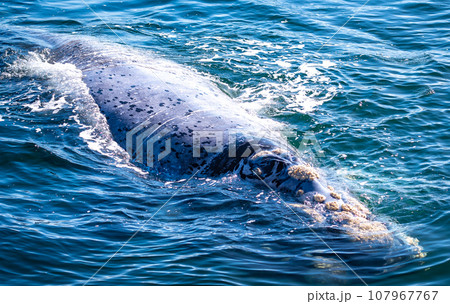 Whales watching from the cruise boat, in Hermanus, Grotto beach, South Africa Whales watching from the cruise boat, in Hermanus, Grotto beach, South Africa 107967767