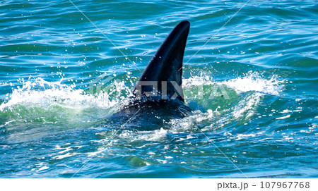 Whales watching from the cruise boat, in Hermanus, Grotto beach, South Africa Whales watching from the cruise boat, in Hermanus, Grotto beach, South Africa 107967768