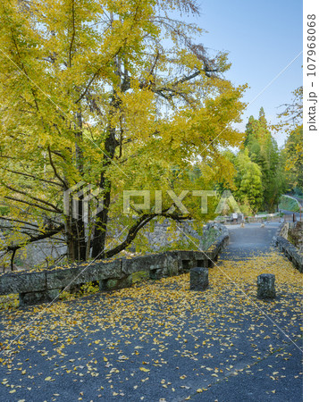 熊本_二俣橋と紅葉の絶景風景 熊本_二俣橋と紅葉の絶景風景 107968068