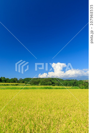 稲の実る水田と積乱雲の風景 107968535