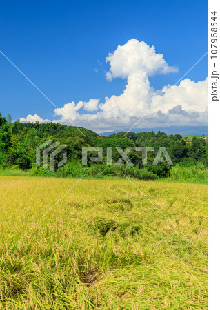 稲の実る水田と積乱雲の風景 稲の実る水田と積乱雲の風景 107968544