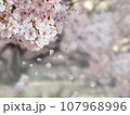 満開の桜の写真背景 107968996