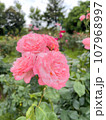 ピンクの薔薇 107968997