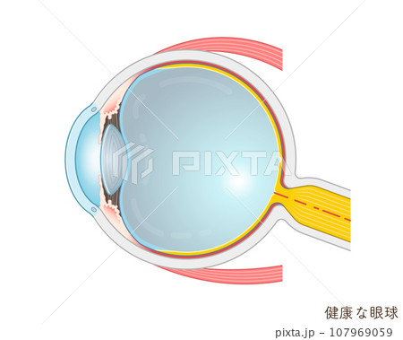 眼球のイラスト・eye・illustration 107969059