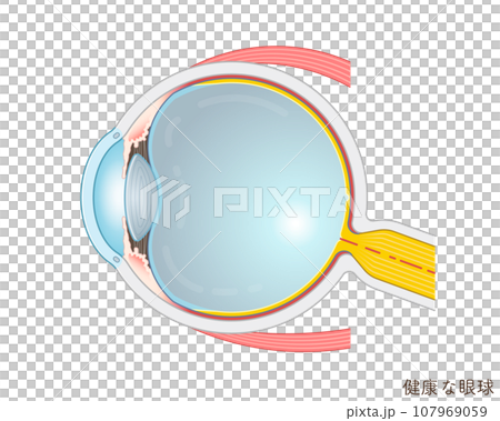 眼球のイラスト・eye・illustration 107969059