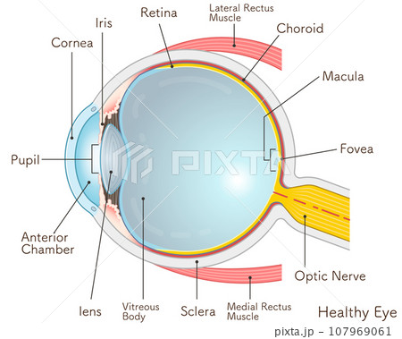 眼球のイラスト・eye・illustration 眼球のイラスト・eye・illustration 107969061