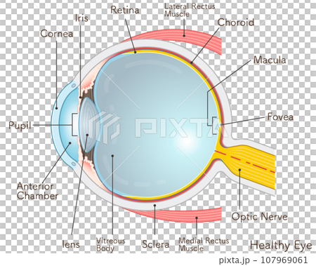 眼球のイラスト・eye・illustration 眼球のイラスト・eye・illustration 107969061