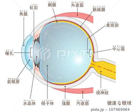 眼球のイラスト・eye・illustration 眼球のイラスト・eye・illustration 107969064