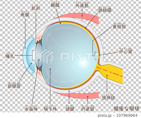 眼球のイラスト・eye・illustration 眼球のイラスト・eye・illustration 107969064