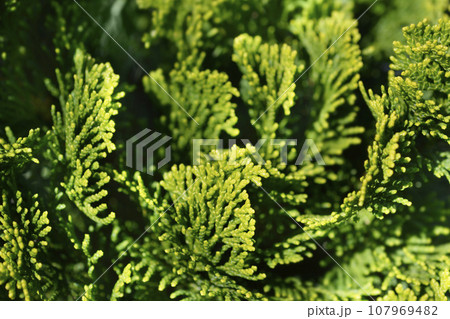 Dwarf Hinoki cypress 107969482