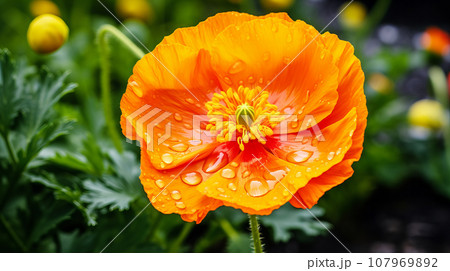 アイスランドポピー 花 背景素材 アイスランドポピー 花 背景素材 107969892