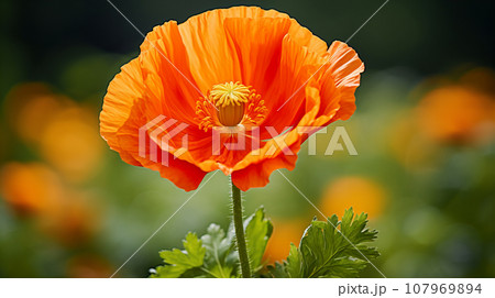 アイスランドポピー 花 背景素材 アイスランドポピー 花 背景素材 107969894