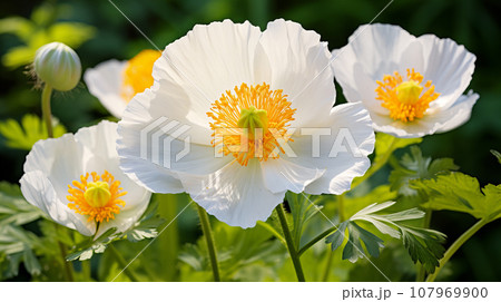 アイスランドポピー　花　背景素材 107969900