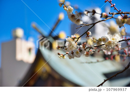 湯島天神 梅まつり(東京都文京区) 湯島天神 梅まつり(東京都文京区) 107969937