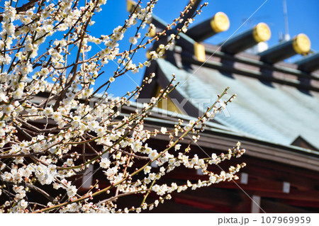 湯島天神　梅まつり（東京都文京区） 107969959