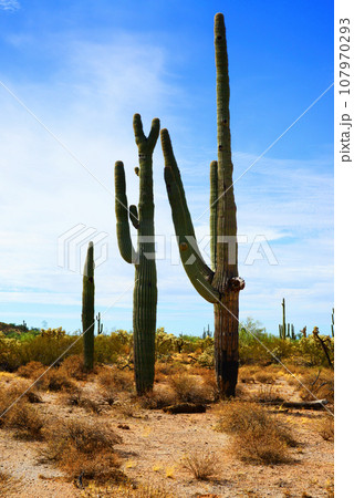 Old Saguaro Cactus Sonora desert Arizona Old Saguaro Cactus Sonora desert Arizona 107970293