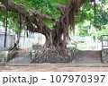 沖縄の大きな木 107970397