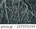 沖縄の大きな木の根 107970399