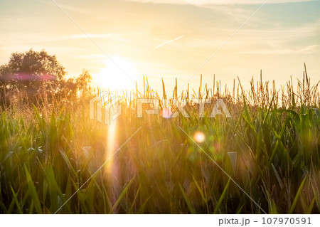 Corn field at sunset or sunrise with a golden sky and some soft clouds in a rural countryside 107970591