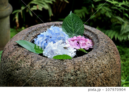 需要文化財　旧三井家下鴨別邸　庭園にある紫陽花の花が入った蹲（つくばい) 107970904