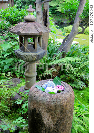 需要文化財　旧三井家下鴨別邸　庭園にある紫陽花の花が入った蹲（つくばい)と灯籠 107970942