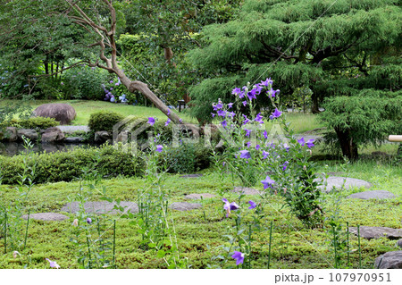 需要文化財 旧三井家下鴨別邸 桔梗が咲き誇る庭園 需要文化財 旧三井家下鴨別邸 桔梗が咲き誇る庭園 107970951