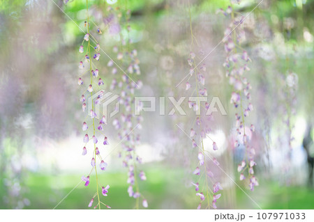 藤の花のある風景 藤の花のある風景 107971033
