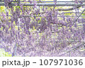 藤の花のある風景 107971036
