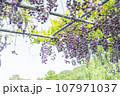 藤の花のある風景 107971037
