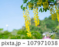 黄色い藤の花 107971038