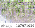藤の花のある風景 107971039