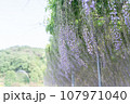 藤の花のある風景 107971040