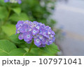 梅雨の晴れ間に咲く紫陽花 107971041