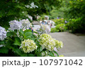 白い紫陽花 107971042