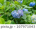 青い紫陽花 107971043