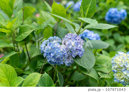 青い紫陽花 青い紫陽花 107971043