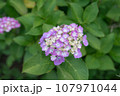 梅雨の晴れ間に咲く紫陽花 107971044